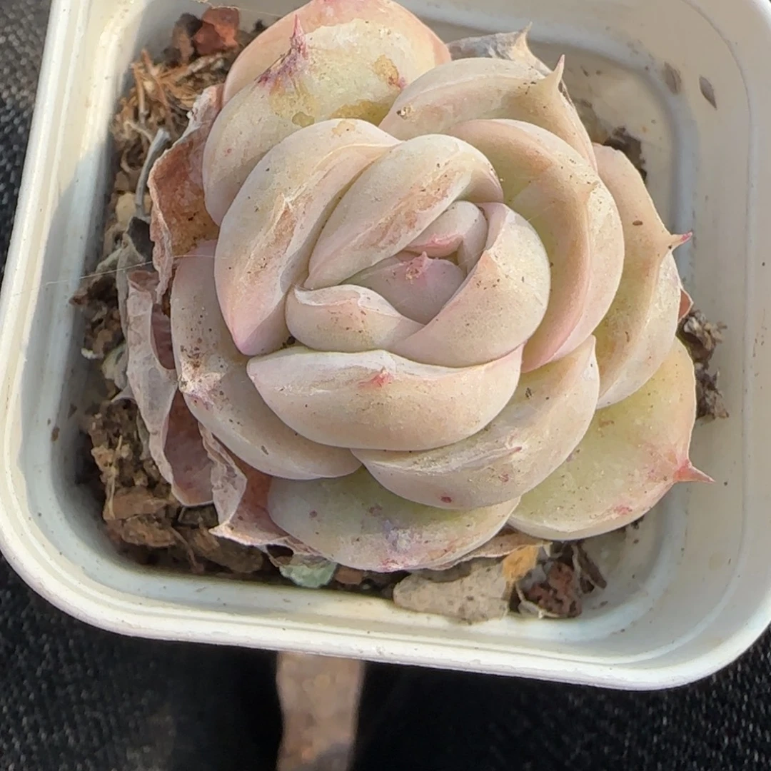 小卡拉米糖心一物一拍