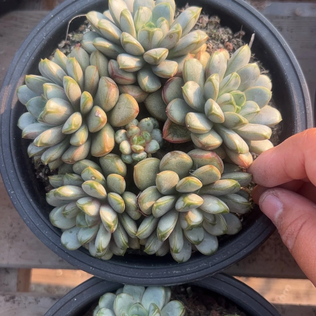 葡萄群生多肉植物