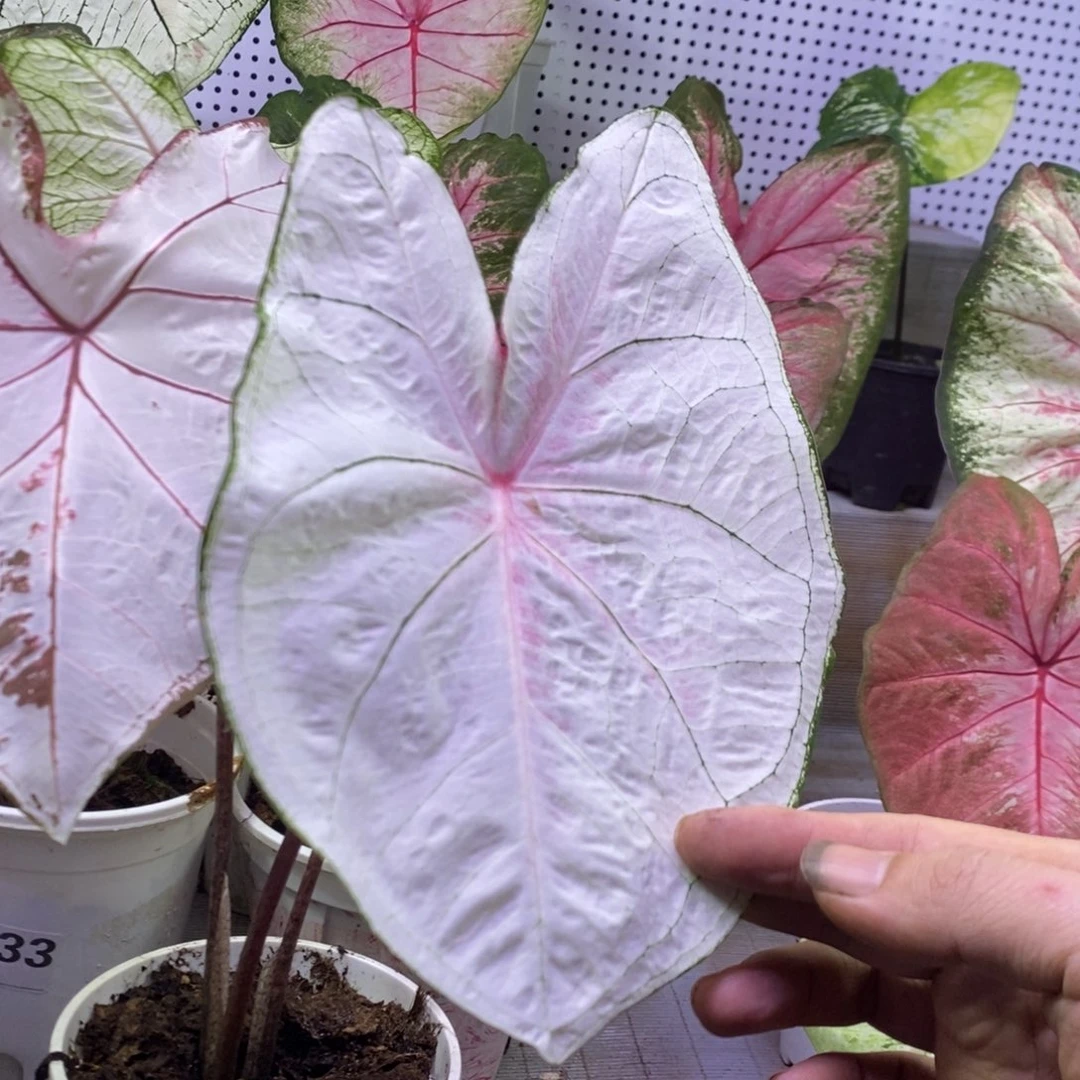 【闪购商品】不开花植物夏洛特571
