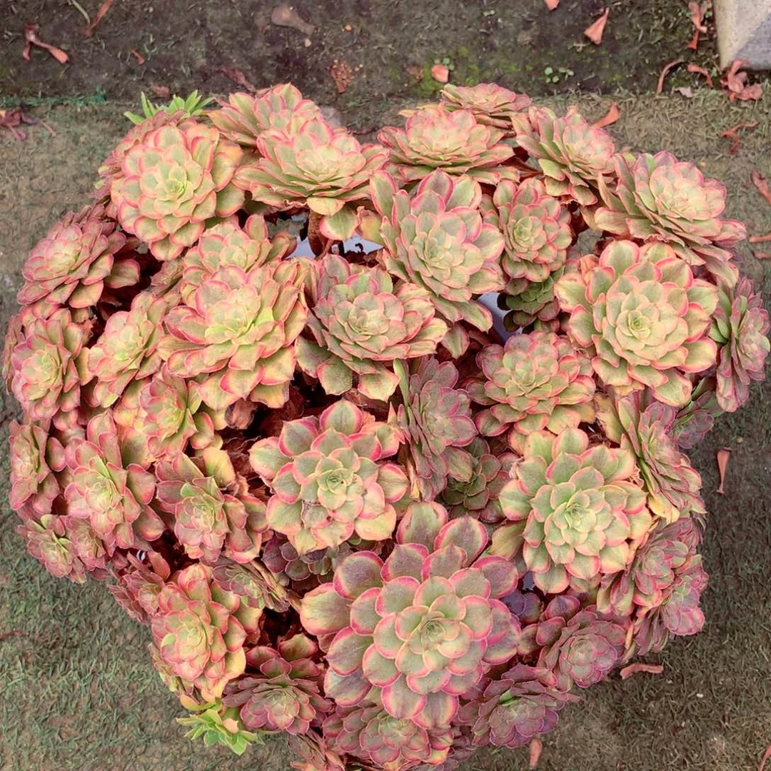 摘心粉黛，多肉植物