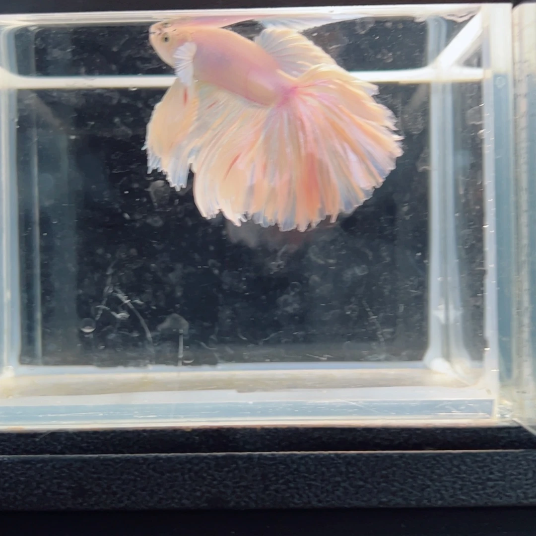 斗鱼浅色仙仙裙特殊尾