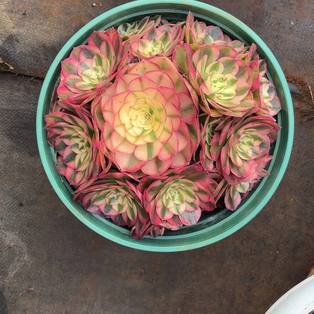 云南多肉植物倾城