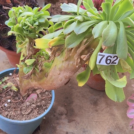 段***）一颗多肉法师植物 有伤