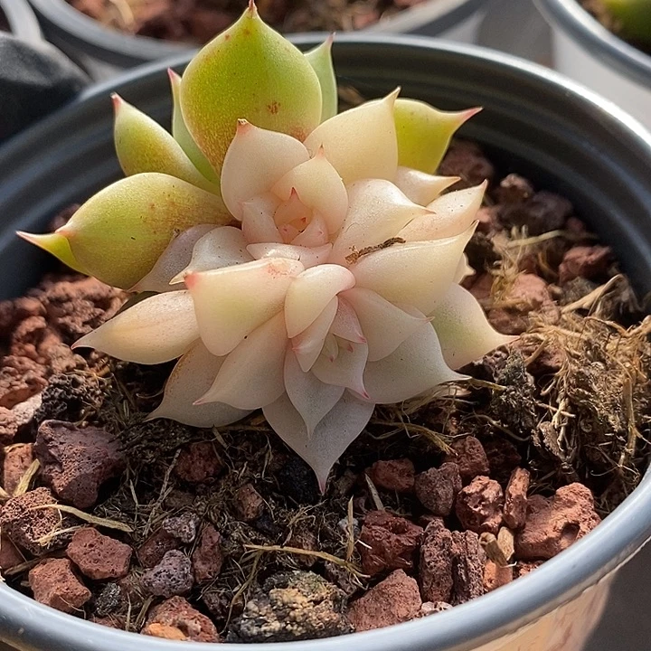 贝加尔湖锦一个头腹轮