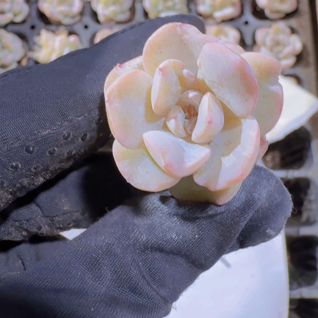 精品方糖两米三颗