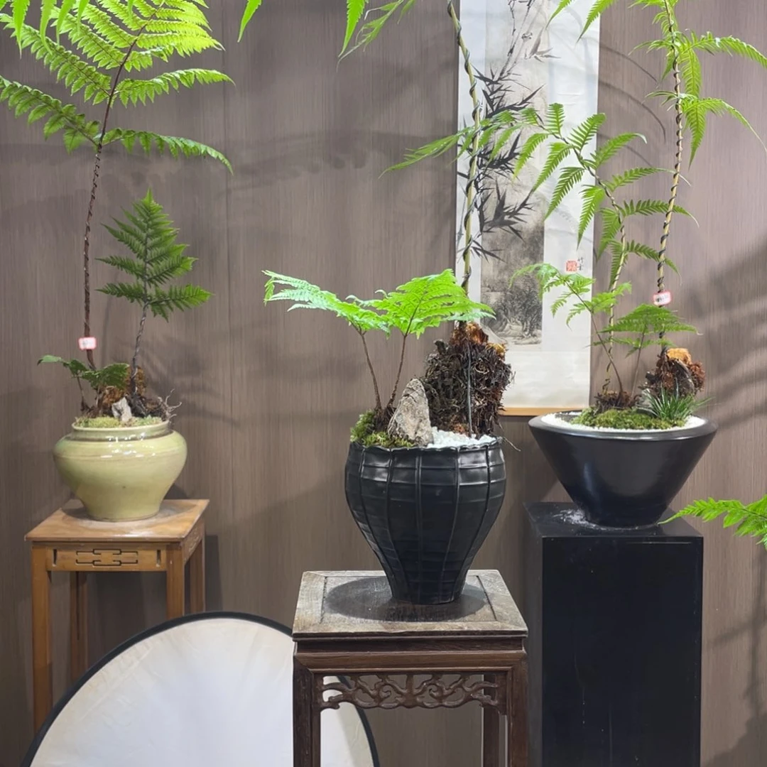 【闪购商品】凡*蕨类