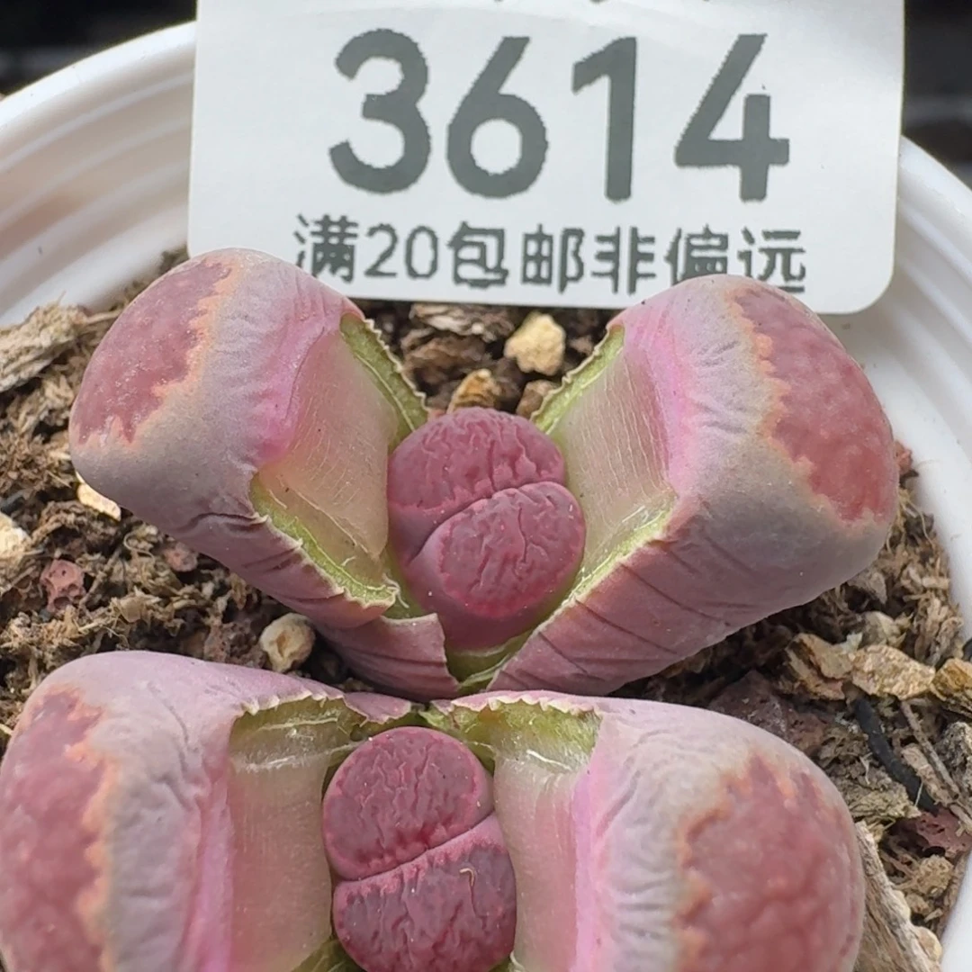 带盆土紫里        紫