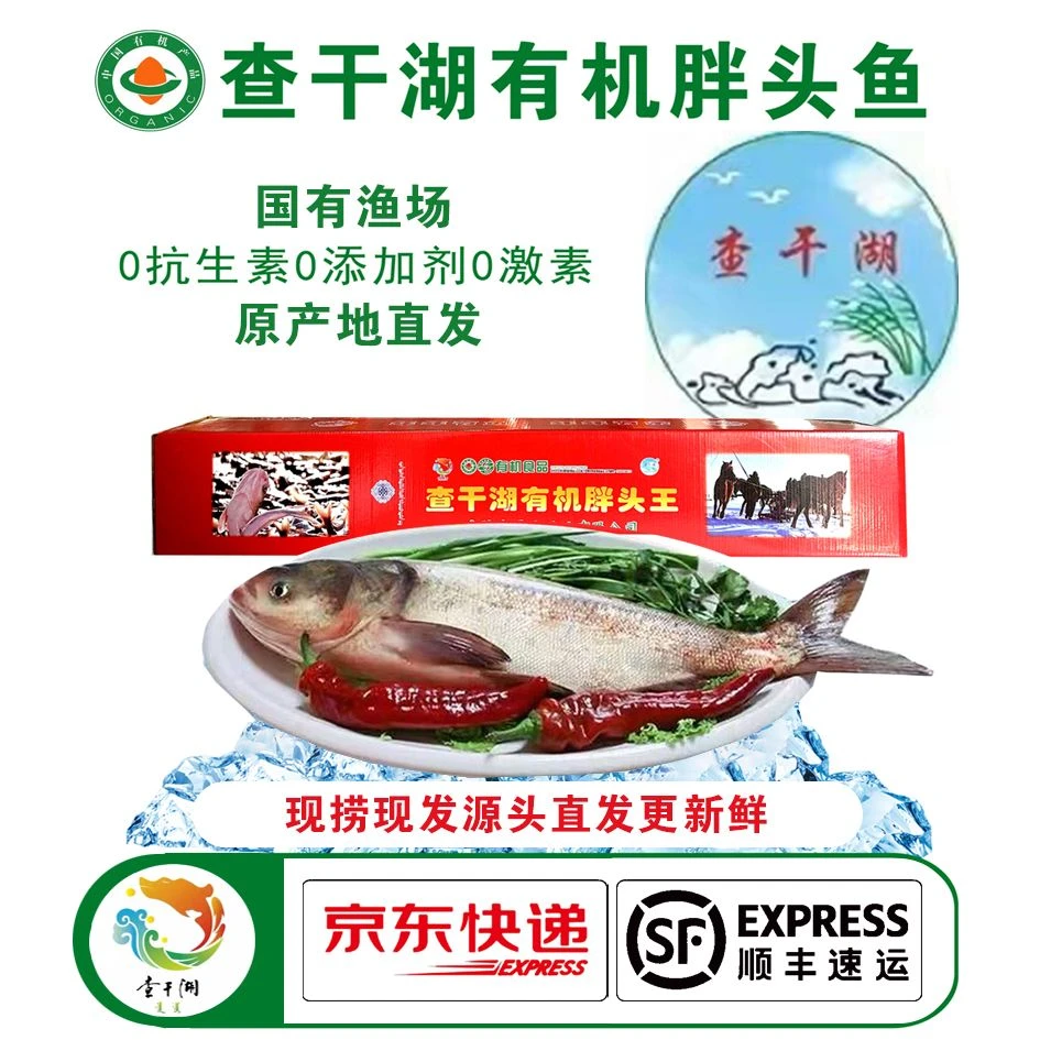 官方正品查干湖有机胖头鱼3-40斤年货年夜饭送礼源头直发活鱼速冻