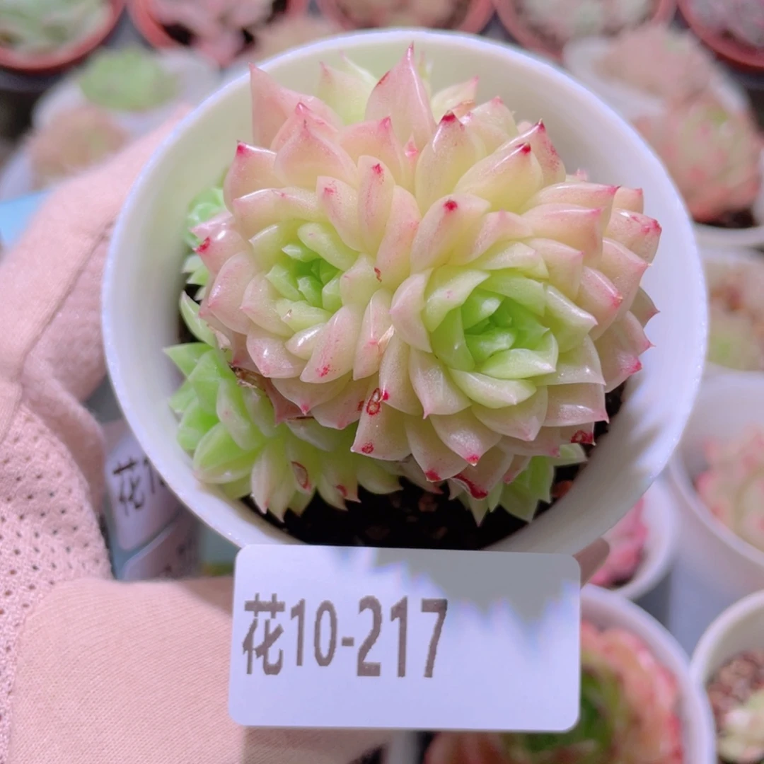 花利美10-217幻影