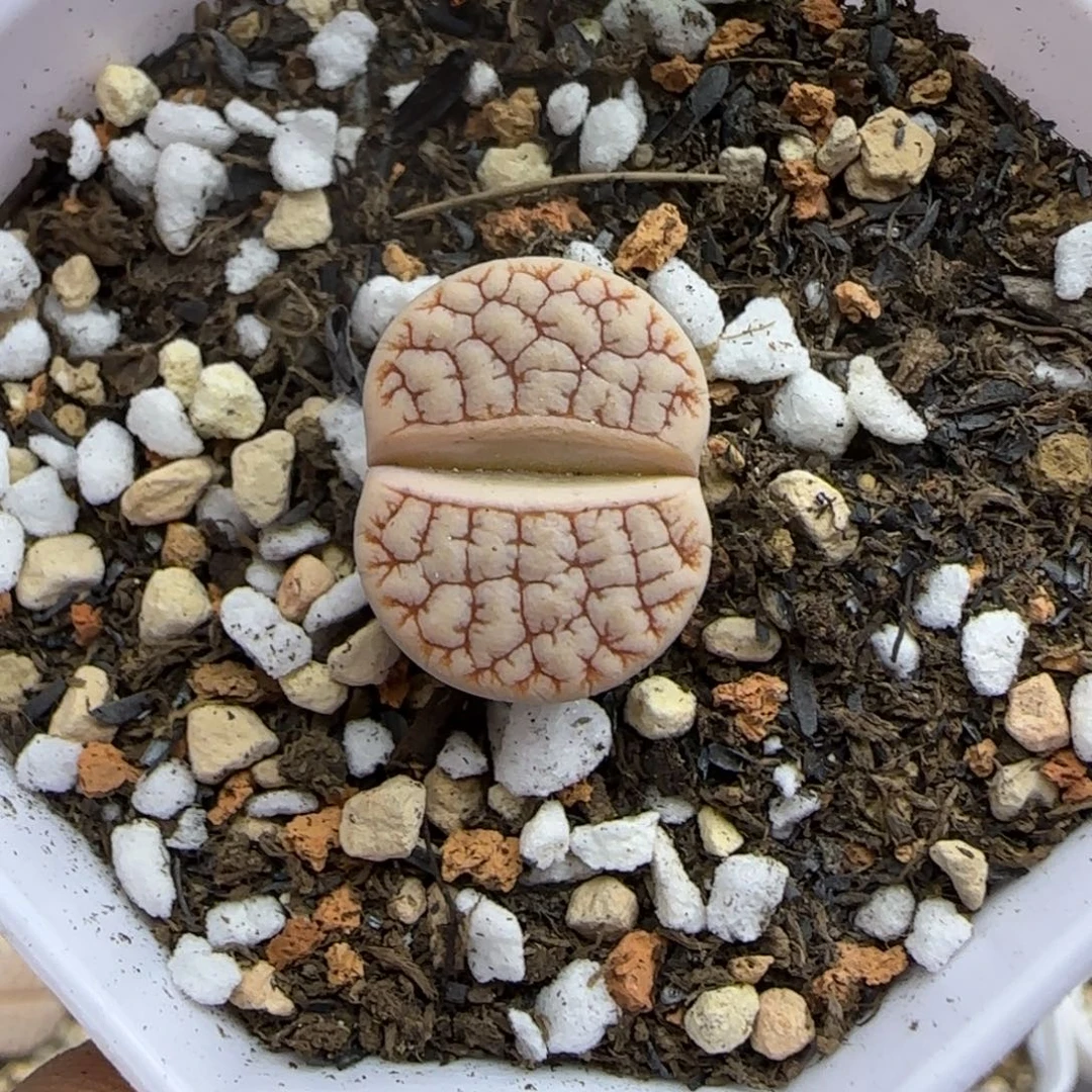 035 生石花大棚直播
