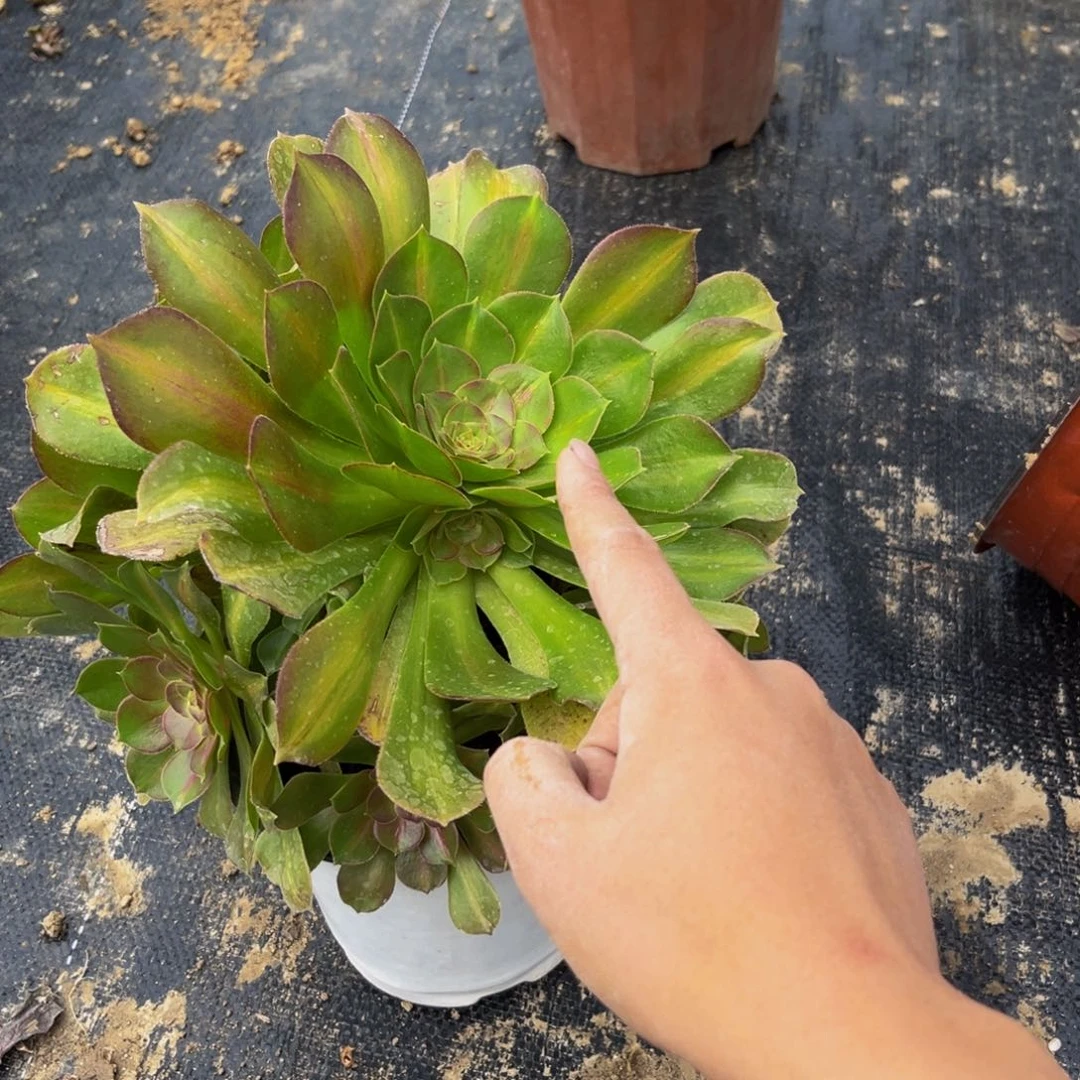 918多肉植物一物一拍