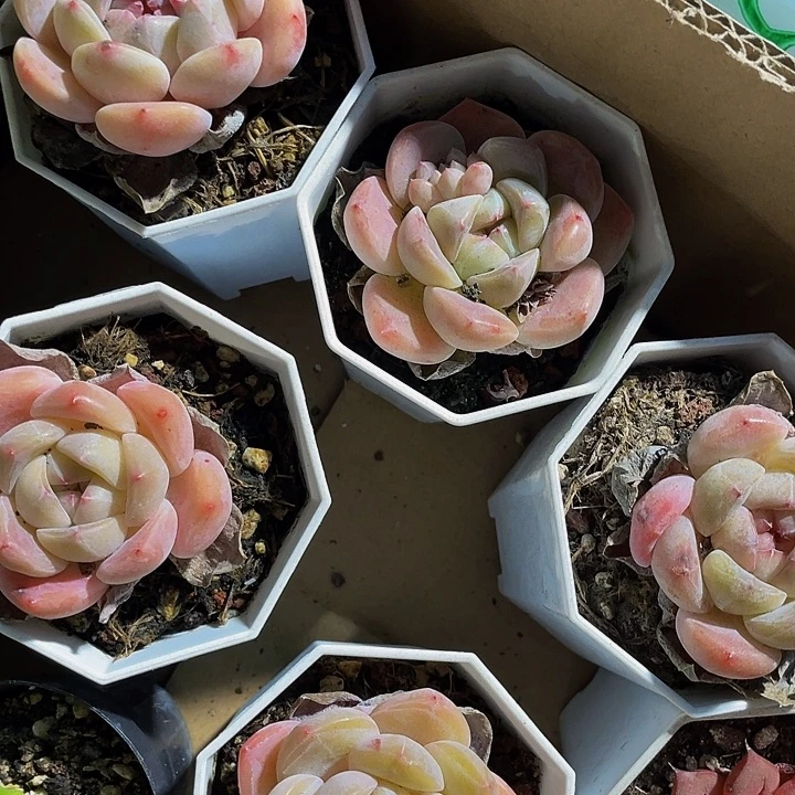 八角盆大刚毅带盆土