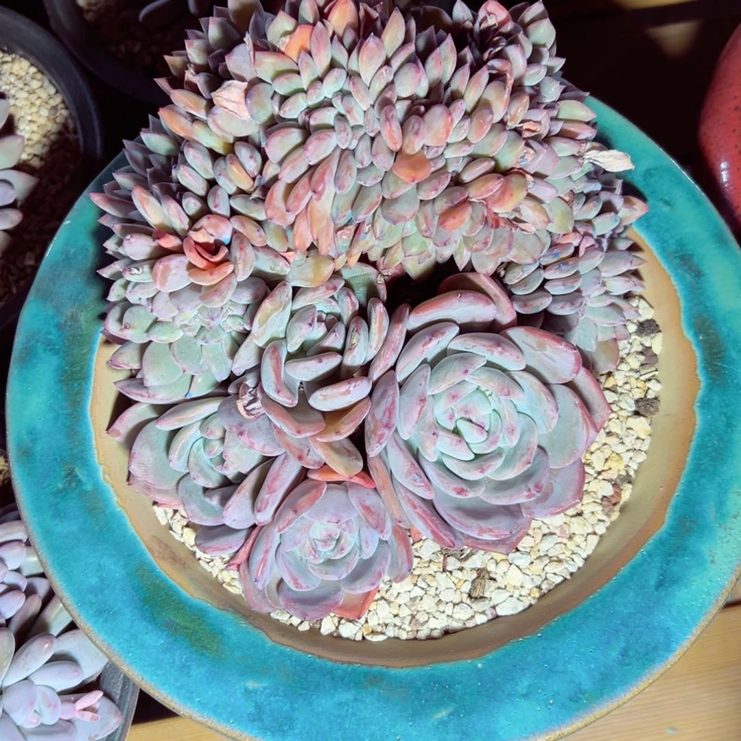 F****Fang石榴籽缀话