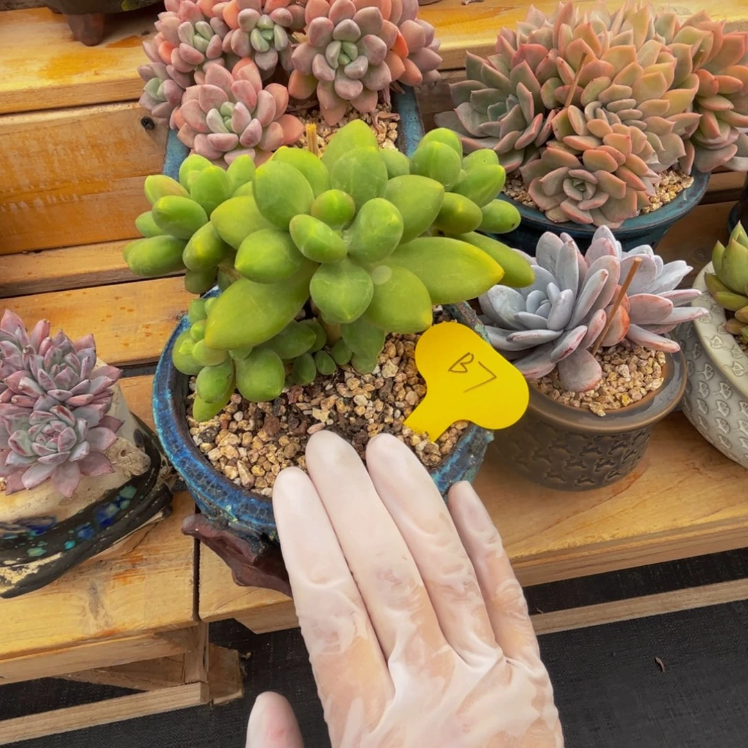 b7.芒果奶群生呀呀呀呀