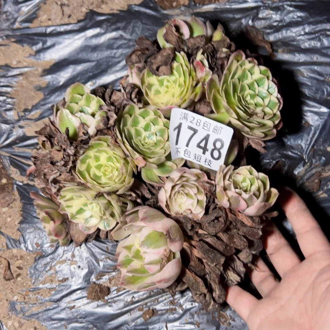 瑶光多肉植物砍头1748