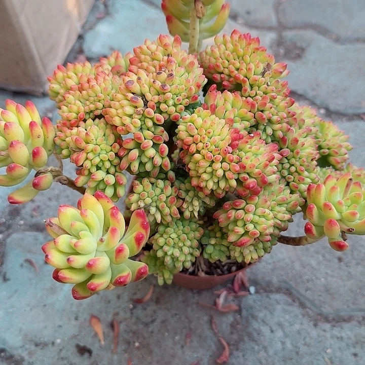 春梦缀化多肉植物