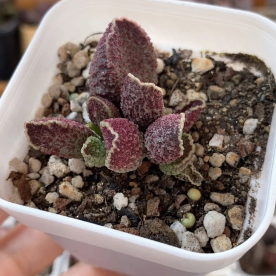 【闪购商品】无花朵紫水晶