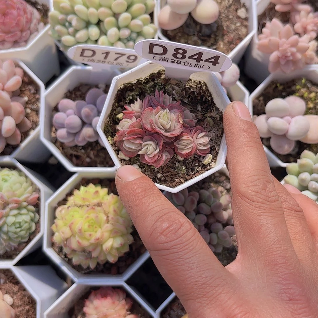 D844冰玫瑰锦一物一拍