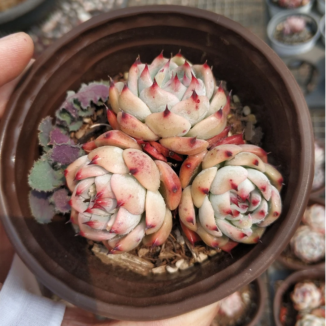 吉娃娃（小群3头起发）多肉植物