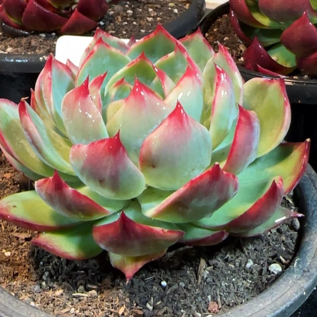 花脸拉丝惊鸿一物一拍包装收缩花旱213