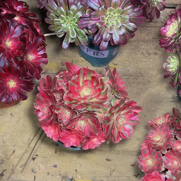 y**姐粉女巫粉女巫008