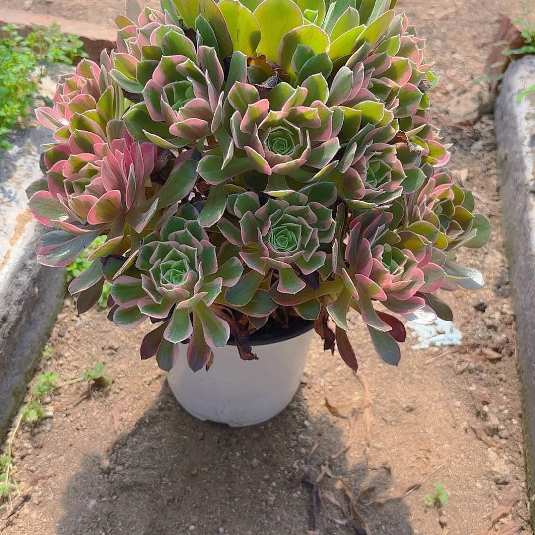 女妖多肉植物五号943