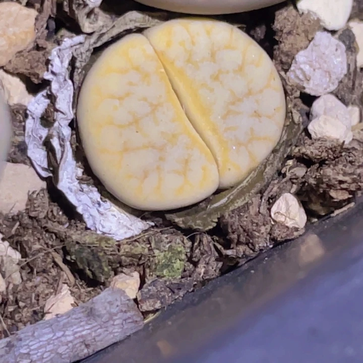 25586696668866669666666