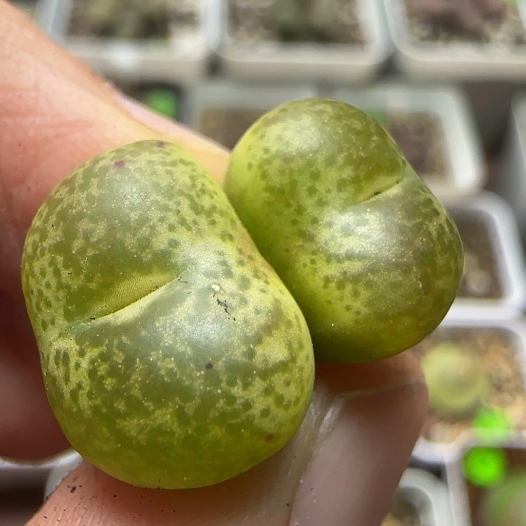 杂交漂亮多肉植物73