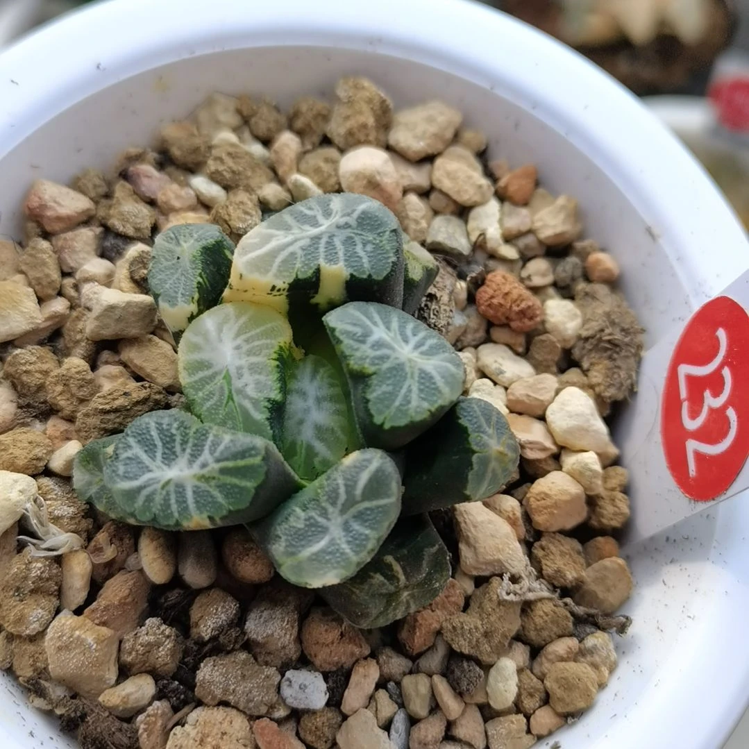 232号万象锦一物一拍带盆土发货