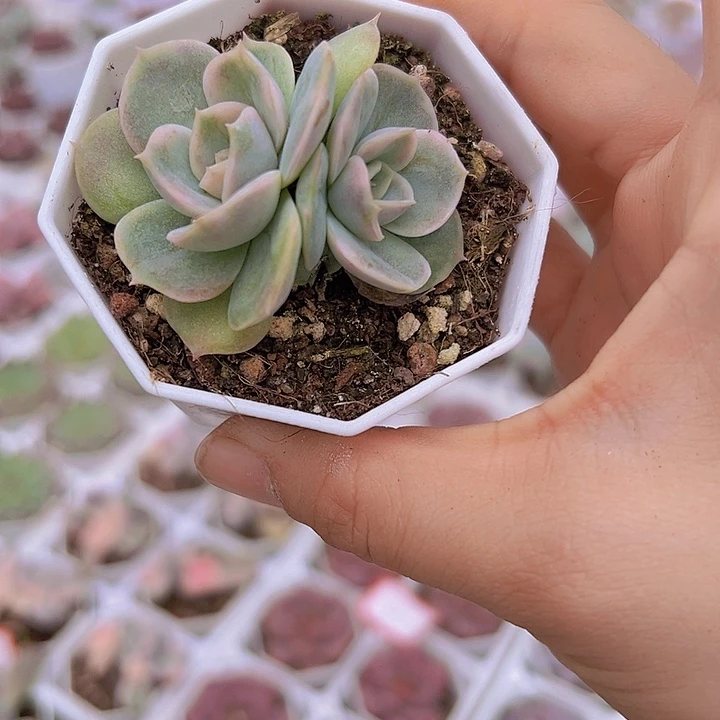 昂斯诺锦19包邮多肉
