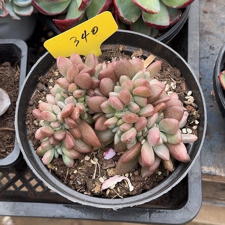 桃花源缀惊鸿一物一拍包装收缩花旱