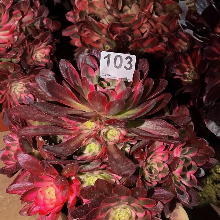 103半糖荔枝多肉植物