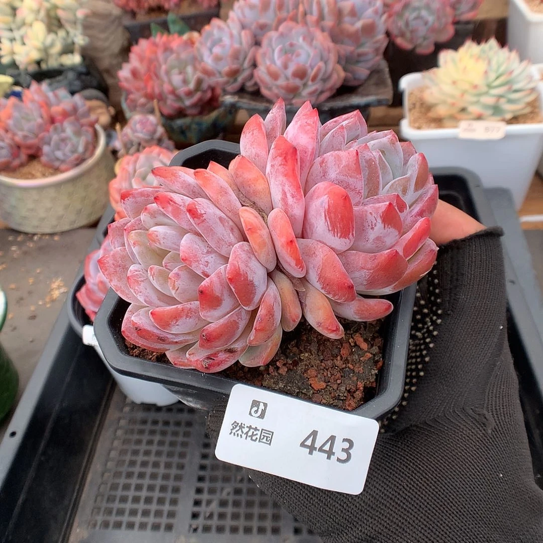 443雪天使多肉植物66666