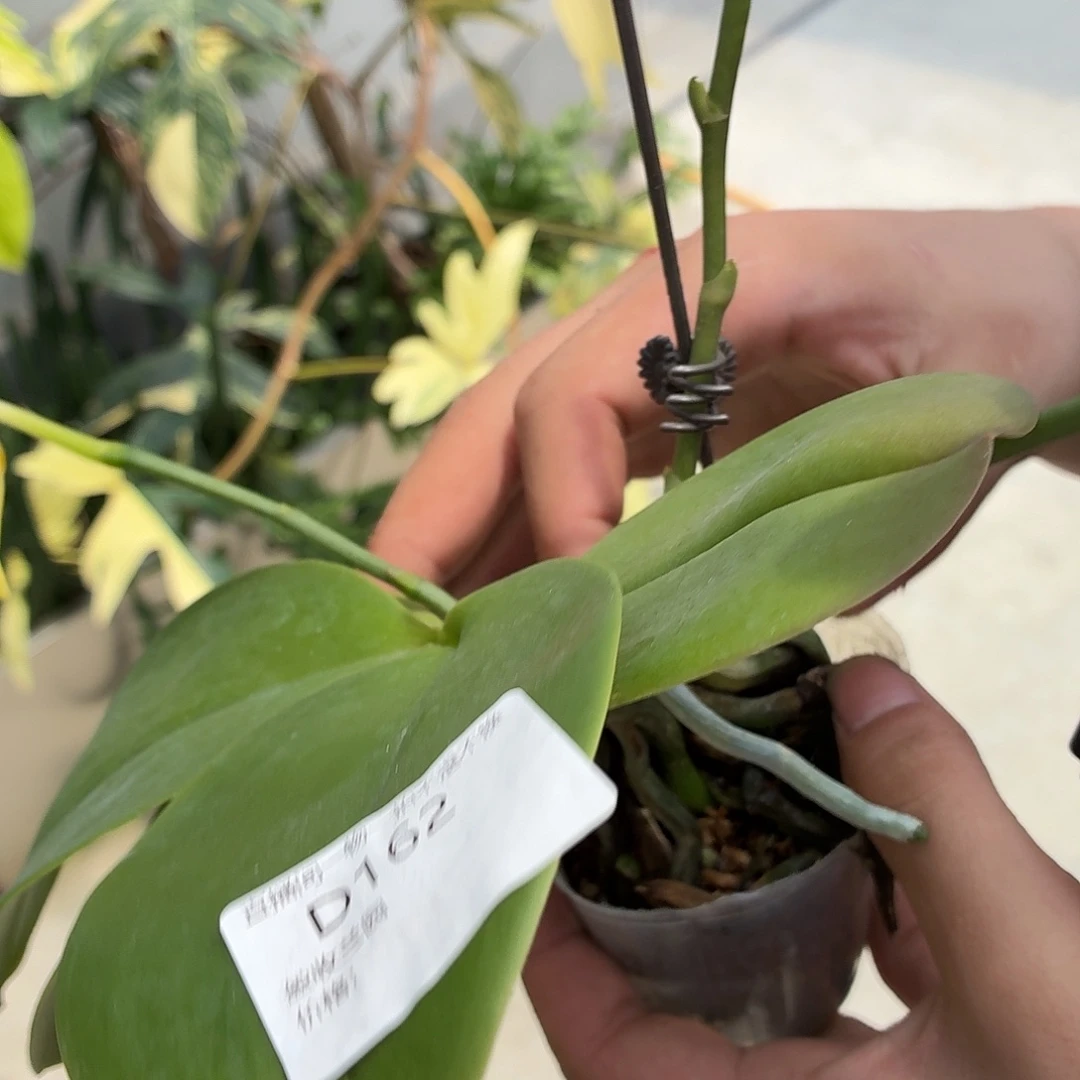 完全开放盲盒 2.5 瑕疵 少根