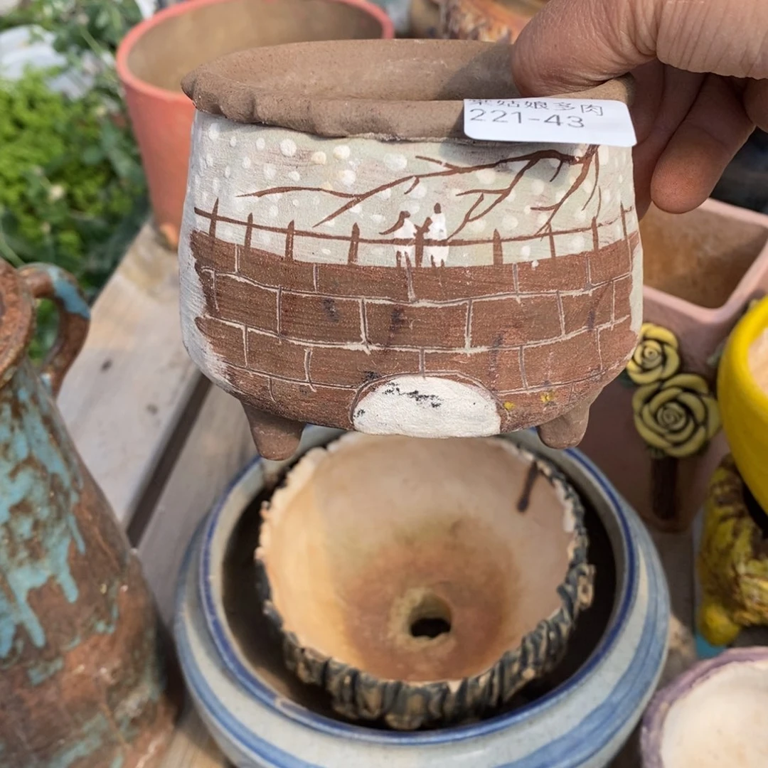 红陶屿43号多肉盆一个呀