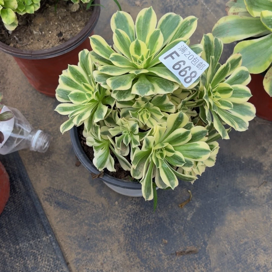 668多肉植物捧花的