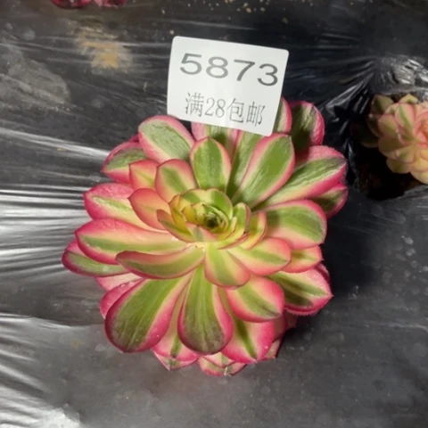 荔枝多肉多肉5873