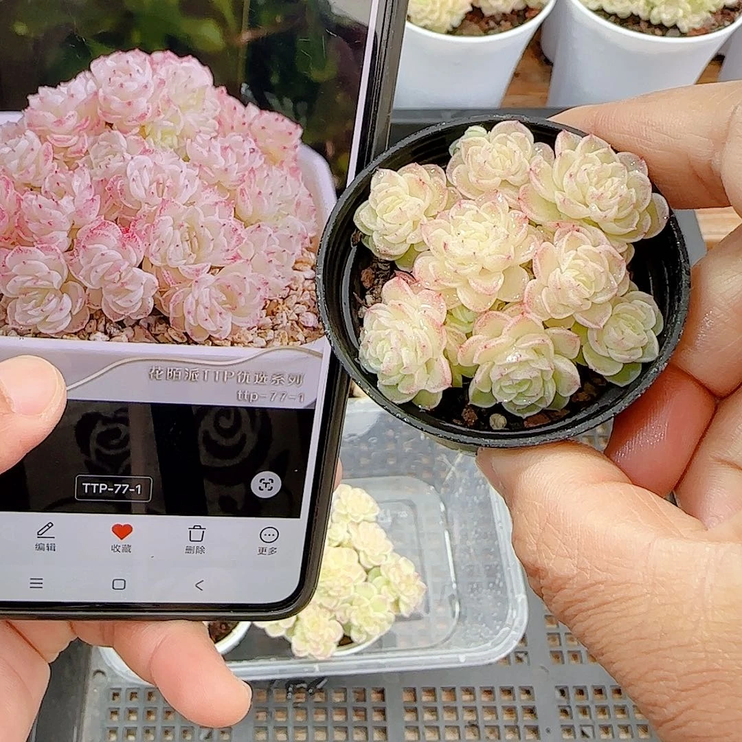 1224-34（ttp-77-1）优选