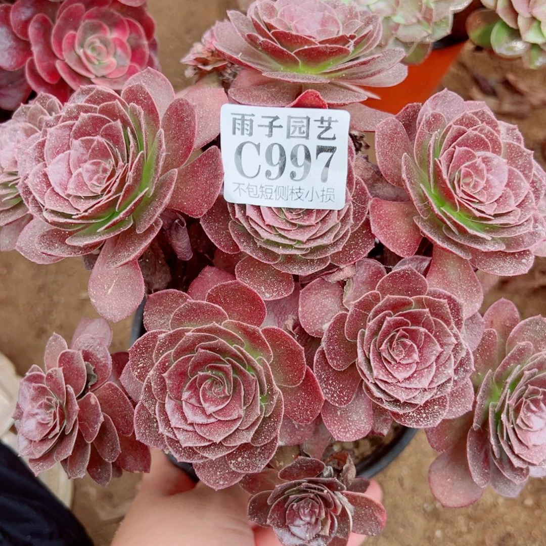 997黑珍珠尺寸25左右