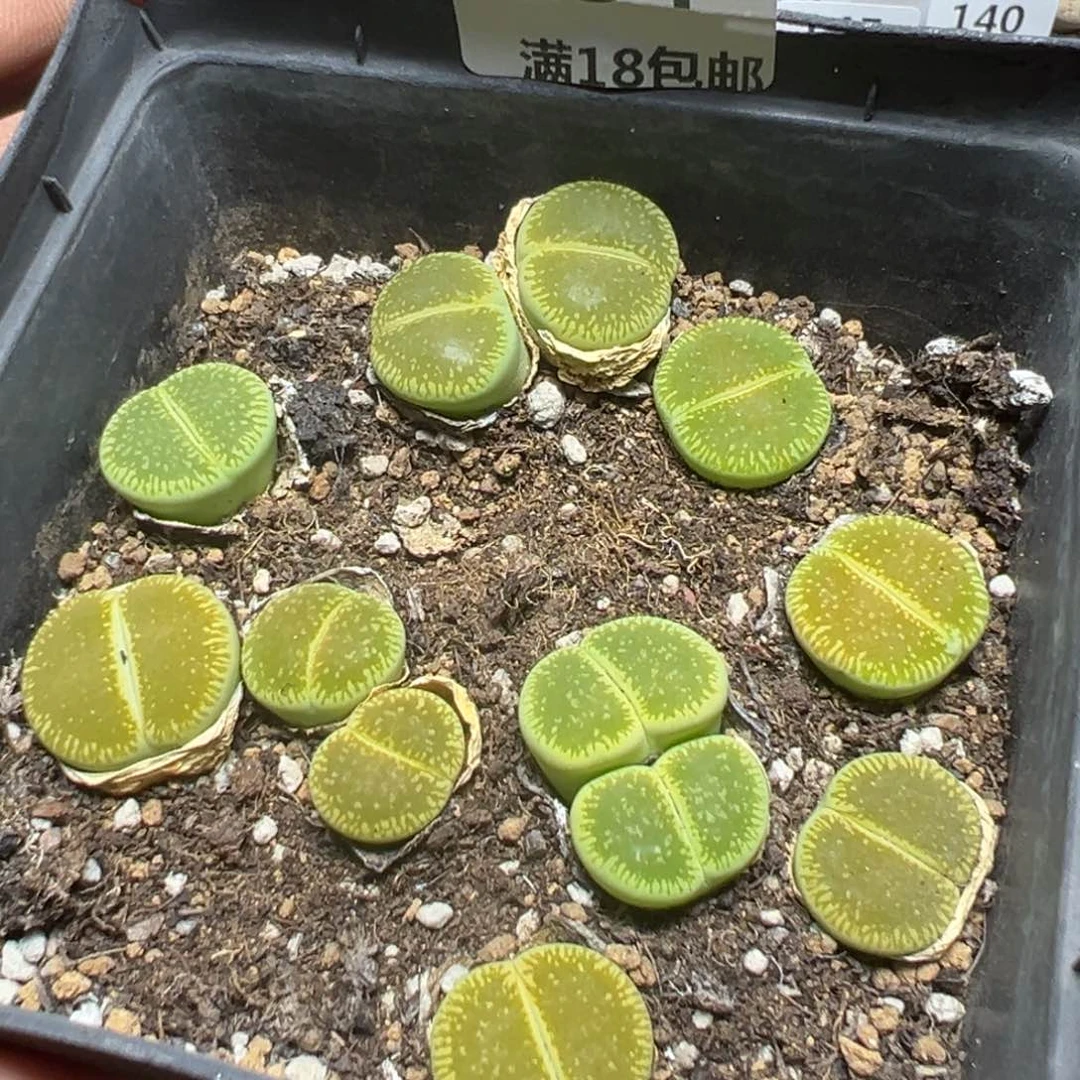 【闪购商品】 154。