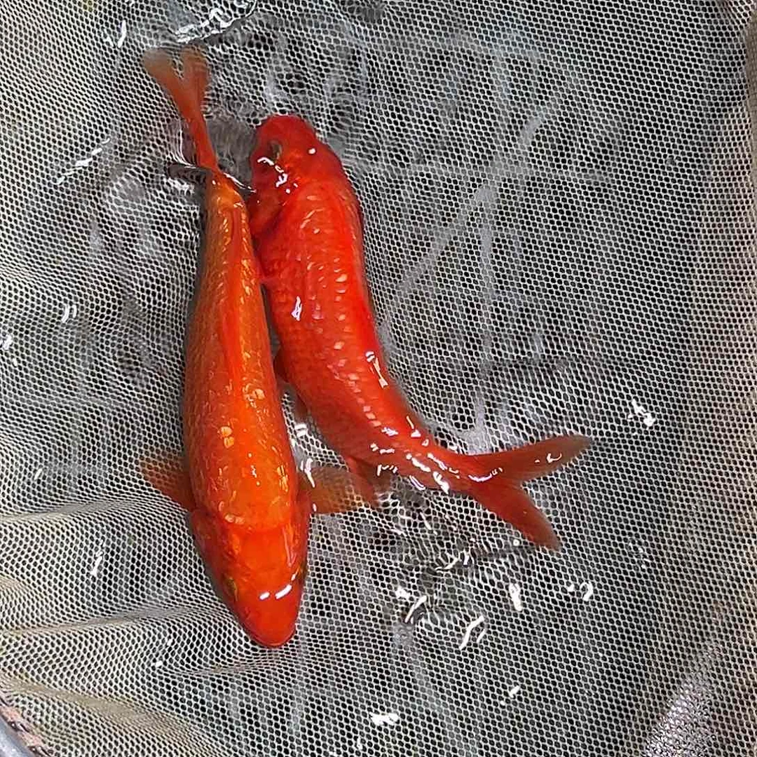 锦鲤锦鲤观赏鱼11111
