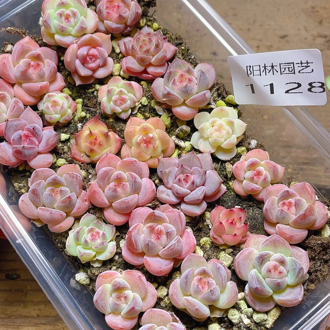 多肉植物多肉植物1128