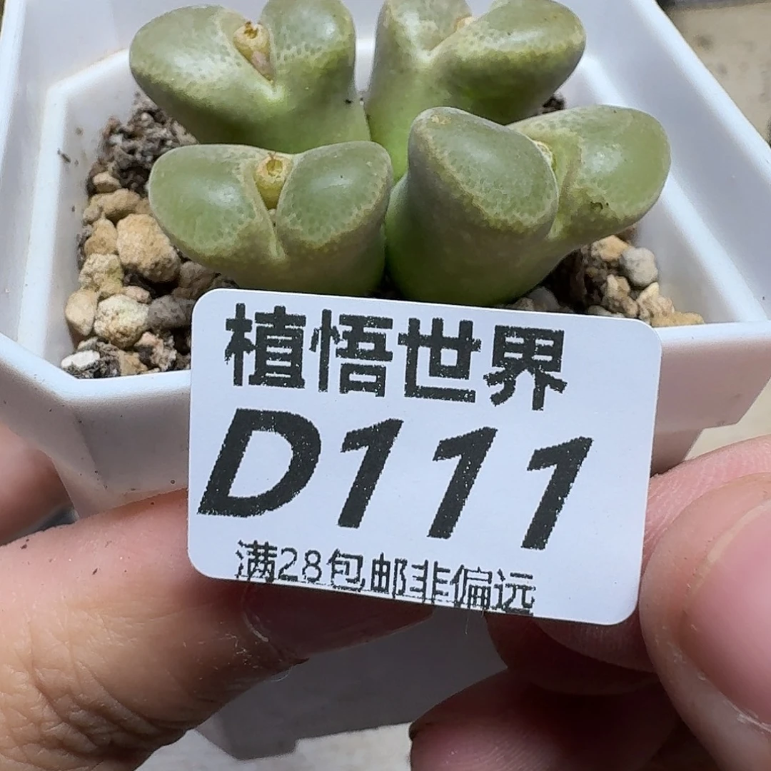 多肉植物的人生fgh