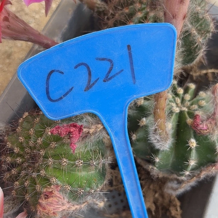 希**爷C221,混色彩草4颗