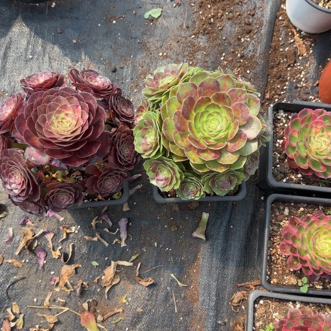 组合多肉植物000223