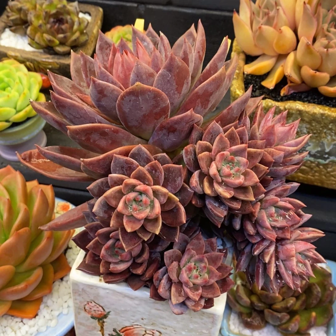 红唐卡多肉植物盆栽