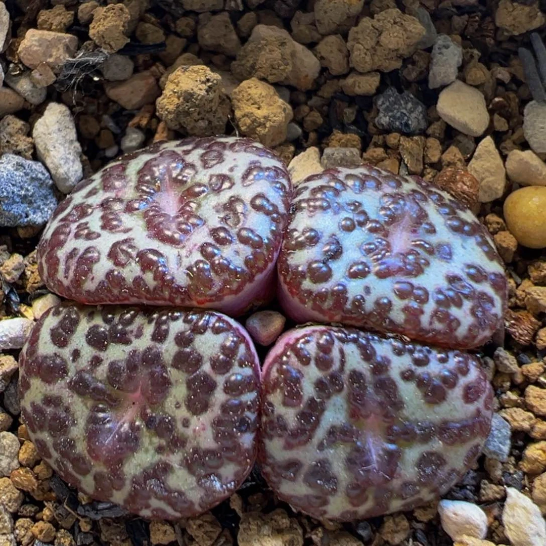 136多肉植物百科知识