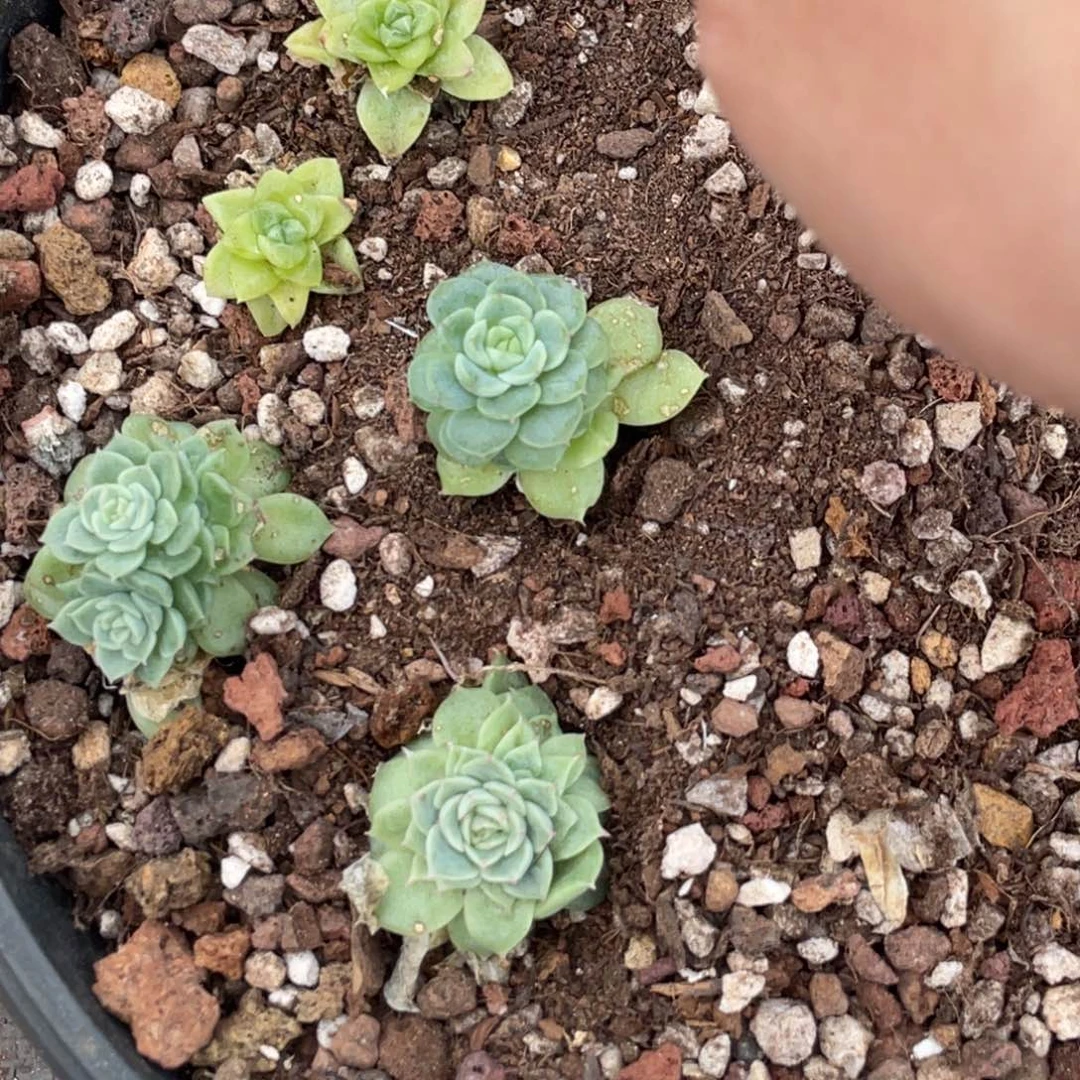 狗***板麦秆四颗老板专拍