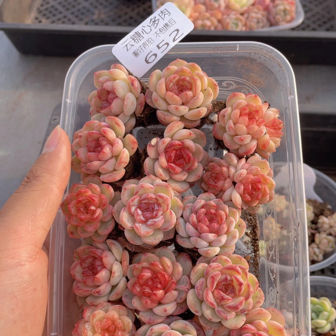云糖心多肉植物652