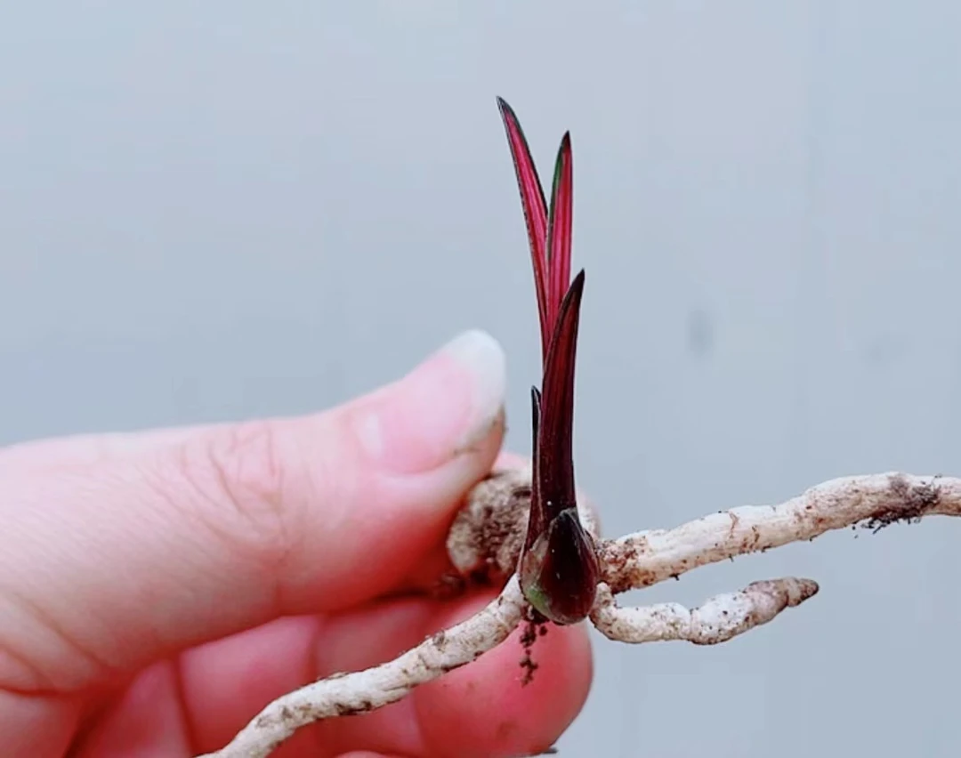 破坡坡艺精品国兰